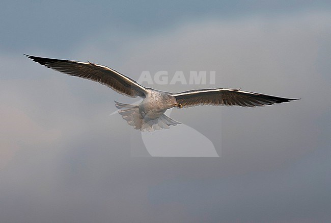 Atlantic Yellow-legged Gull (Larus michahellis atlantis) on the Azores in the Atlantic ocean. stock-image by Agami/Marc Guyt,