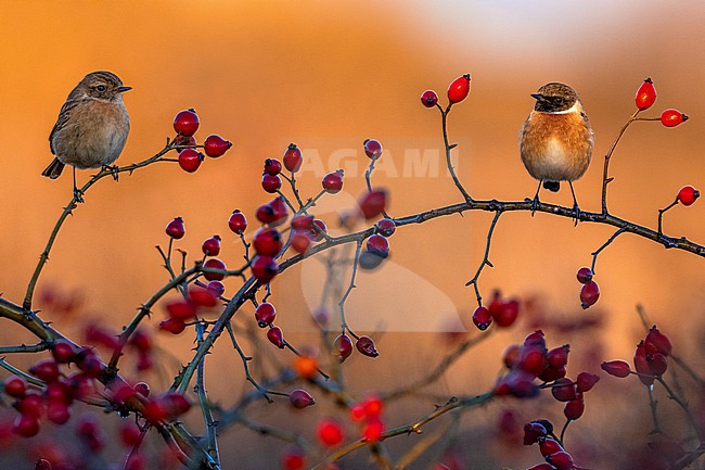 European Stonechat (Saxicola rubicola) in Italy. stock-image by Agami/Daniele Occhiato,