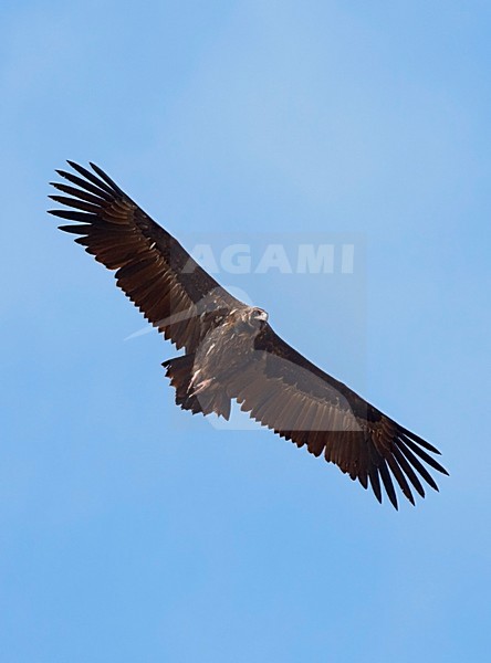 Monniksgier in de vlucht; Cinereous Vulture in flight stock-image by Agami/Roy de Haas,