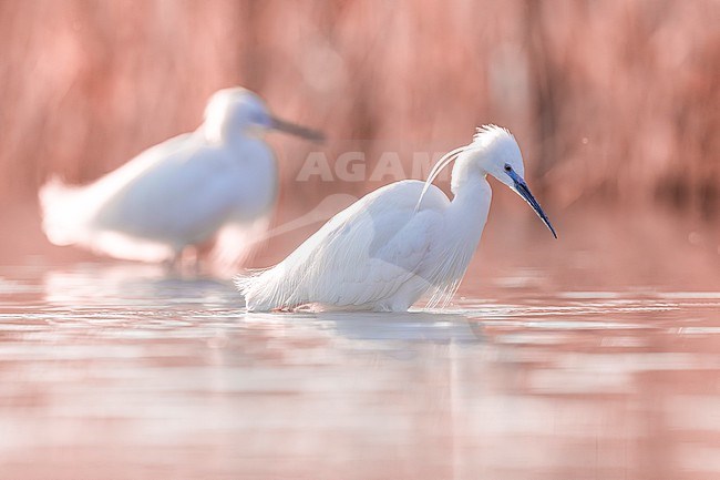 Little Egret (Egretta garzetta) in Italy stock-image by Agami/Daniele Occhiato,