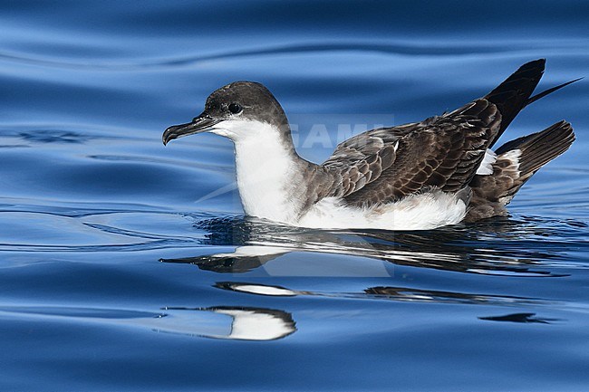 Great Shearwater (Puffinus gravis) swimming at the ocean off Portugal. stock-image by Agami/Laurens Steijn,