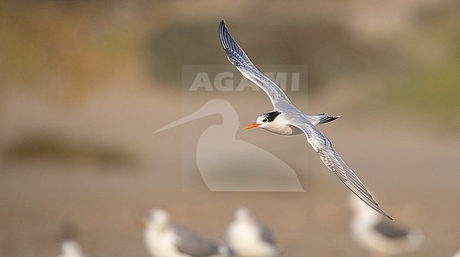 Elegant Tern (Thalasseus elegans) adult in flight stock-image by Agami/Ian Davies,