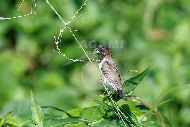 Bronze Mannikin (Spermestes cucullata) taken the 26/10/2024 at Principe. stock-image by Agami/Nicolas Bastide,