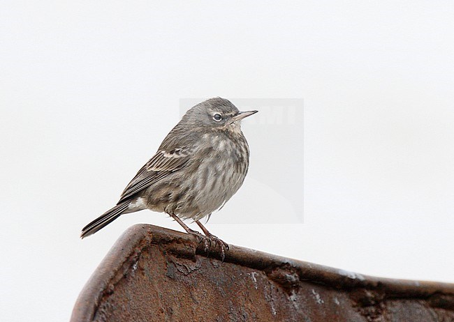 Wintering British Rock Pipit (Anthus petrosus petrosus) at Duncannon Harbour, Co. Wexford, Ireland. stock-image by Agami/Steve Gantlett,