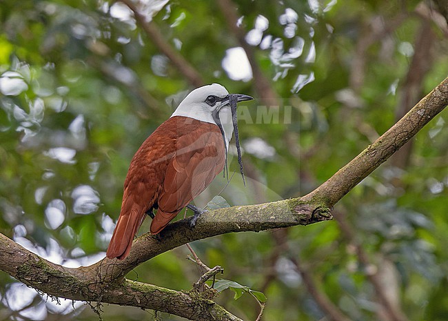 Adult male Three-wattled Bellbird, Procnias tricarunculatus, in Panama. stock-image by Agami/Pete Morris,