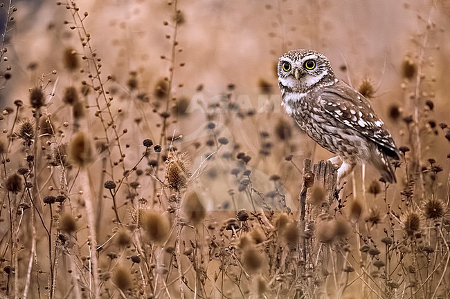 Little Owl, Athene noctua, in Italy. stock-image by Agami/Daniele Occhiato,