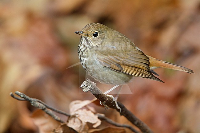 Hermit Thrush (Catharus guttatus) perched on a branch in Victoria, BC, Canada. stock-image by Agami/Glenn Bartley,