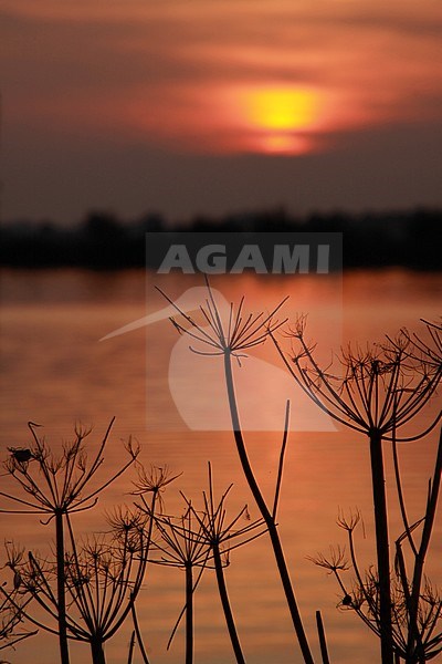 Sunset over De Wieden in The Netherlands. stock-image by Agami/Theo Douma,