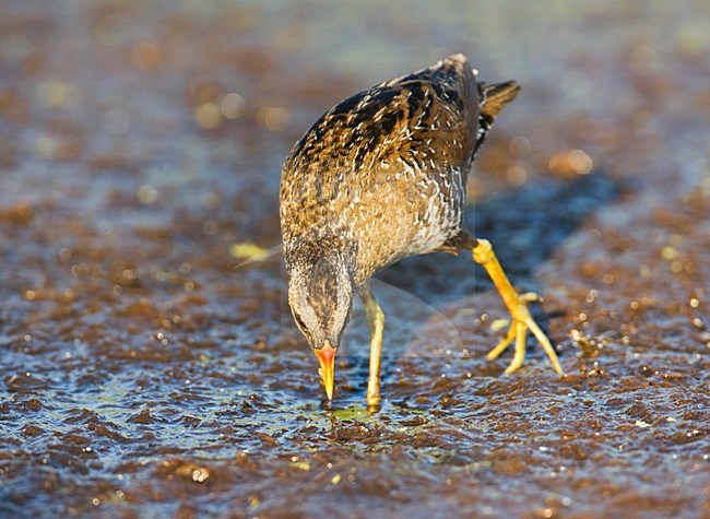 Porseleinhoen foeragerend om slikrand; Spotted Crake foraging on edge of marsh stock-image by Agami/Marc Guyt,