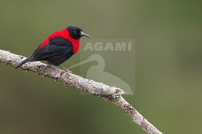 Red-collared Myzomela (Myzomela rosenbergii) Perched on a branch in Papua New Guinea stock-image by Agami/Dubi Shapiro,