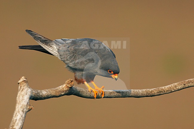 Roodpootvalk, Red-Footed Falcon, Falco vespertinus stock-image by Agami/Jari Peltomäki,