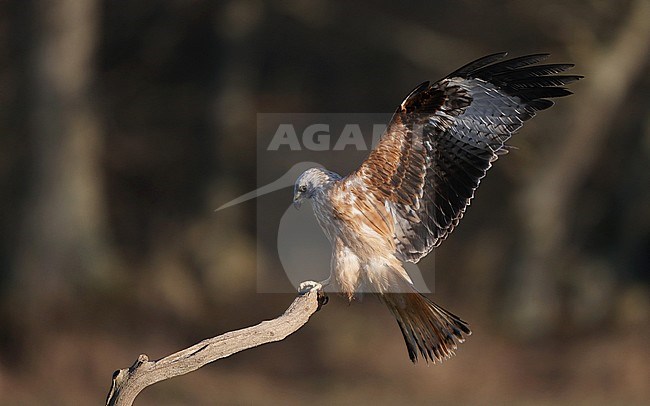 First-winter Red Kite (Milvus milvus) at Scania in Sweden. Landing on a twig, showing under wing pattern. stock-image by Agami/Helge Sorensen,