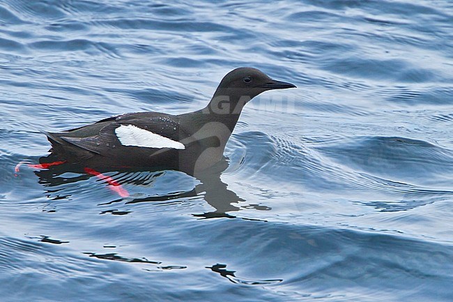 Black Guillemot (Cepphus grylle) swimming in the Atlantic Ocean off the coast of Newfoundland, Canada. stock-image by Agami/Glenn Bartley,