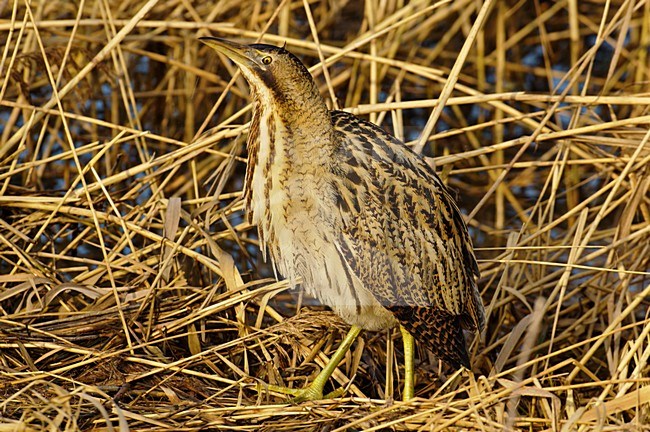 Roerdomp in rietveld; Eurasian Bittern in reed bed stock-image by Agami/Hans Gebuis,