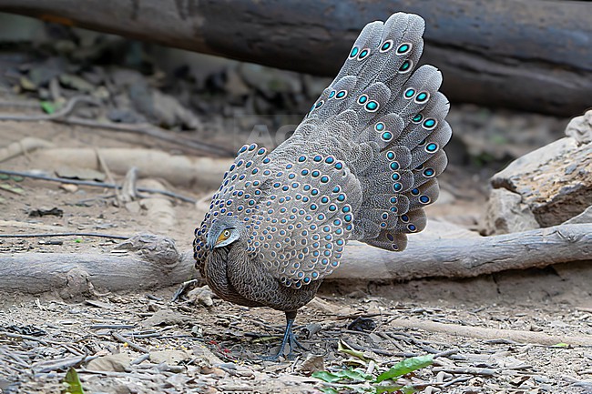 Grey peacock-pheasant (Polyplectron bicalcaratum), also known as Burmese peacock-pheasant, in Thailand. stock-image by Agami/Dani Lopez-Velasco,