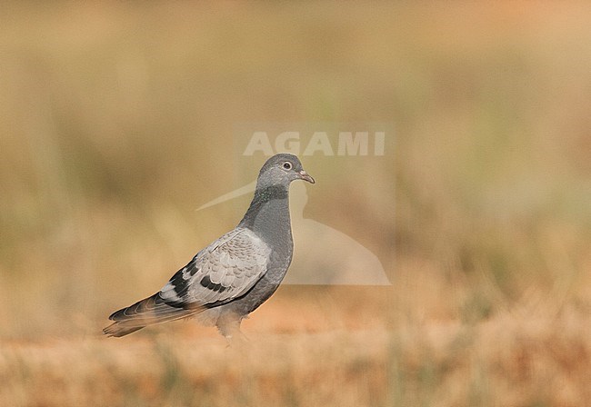 Wild Rock Pigeon (Columba livia) at drinking pool of Belchite, Spain. Immature bird, side view. stock-image by Agami/Marc Guyt,