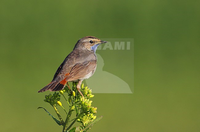 Blauwborst zittend, White-spotted Bluethroat perched stock-image by Agami/Reint Jakob Schut,