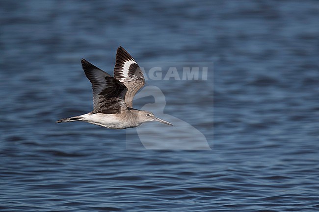 A first winter Willet (Tringa semipalmata; subspecies inornata) in flight lifting its wings and showing the black axillaries stock-image by Agami/Mathias Putze,