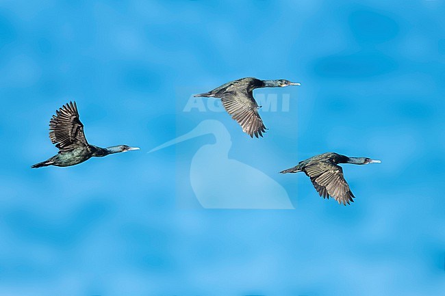 Adult non-breeding Brandt's Cormorant, Urile penicillatus
San Diego Co., CA stock-image by Agami/Brian E Small,