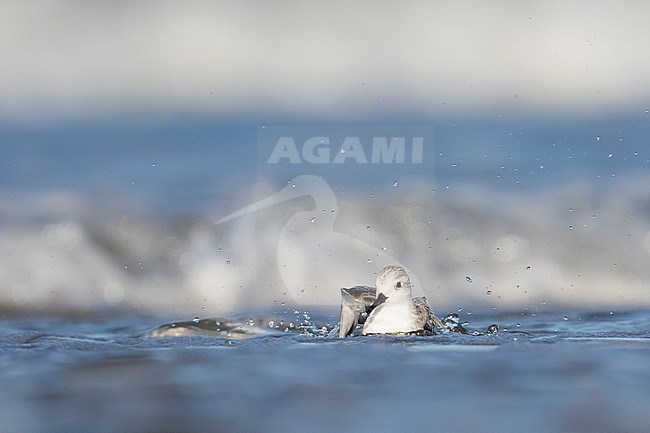 Sanderling - Sanderling - Calidris alba, Germany (Schleswig-Holstein), 1st cy stock-image by Agami/Ralph Martin,