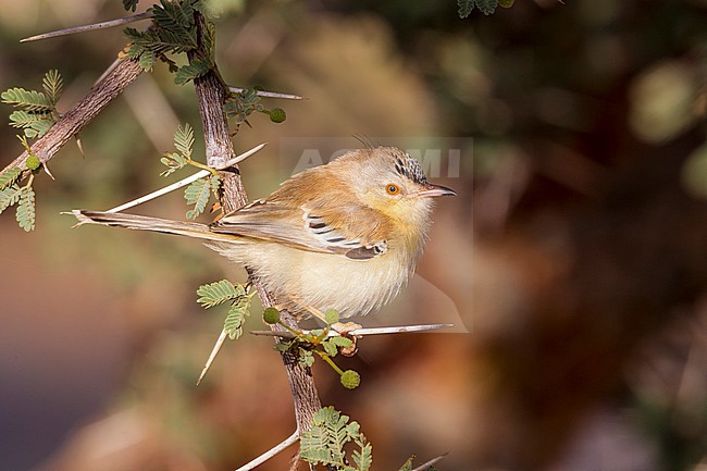 Adult female Cricket Longtail, Spiloptila clamans, perched on a branch of acacia in Oued Jenna, Western Sahara. stock-image by Agami/Vincent Legrand,