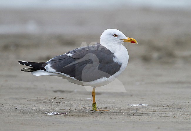 Lesser Black-backed Gull - Heringsmöwe - Larus fuscus, Germany, adult stock-image by Agami/Ralph Martin,