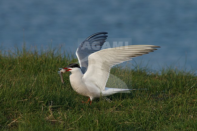 Common Tern adult standing with wings raised; Visdief volwassen staand met opgeheven vleugels stock-image by Agami/Marc Guyt,
