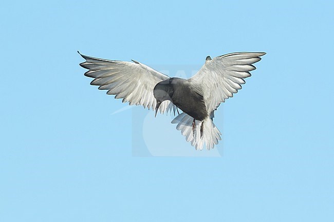 Adult breeding
Kidder Co., ND
June 2020 stock-image by Agami/Brian E Small,
