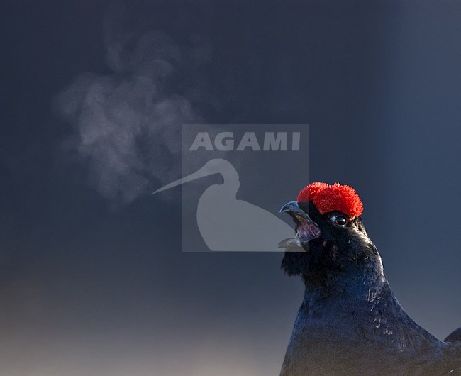 Mannetje Korhoen roepend; Male Black Grouse calling stock-image by Agami/Bence Mate,
