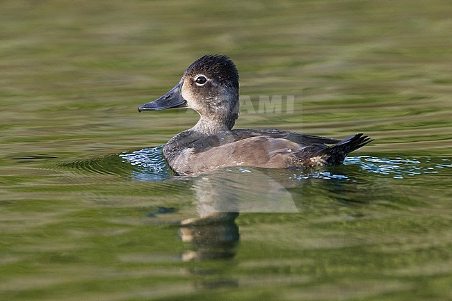 Female Ring-necked Duck stock-image by Agami/Daniele Occhiato,