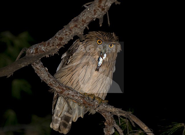 Turkish Fish Owl, Ketupa semenowi stock-image by Agami/Arnoud B van den Berg ,