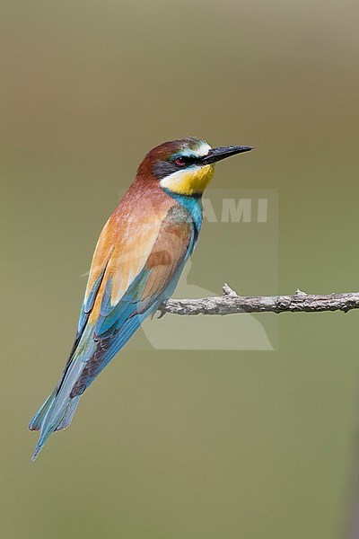 European Bee-eater (Merops apiaster), side view of an adult perched on a branch, Basilicata, Italy stock-image by Agami/Saverio Gatto,
