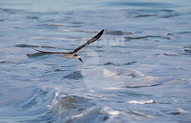 Black Skimmer (Rynchops niger), juvenile fishing at beach in Cape May, New Jersey, USA stock-image by Agami/Helge Sorensen,