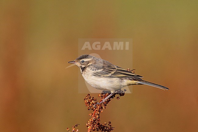 Juvenile Blue-headed Wagtail (Motacilla flava flava) perched on a plant in the Netherlands. stock-image by Agami/Edwin Winkel,