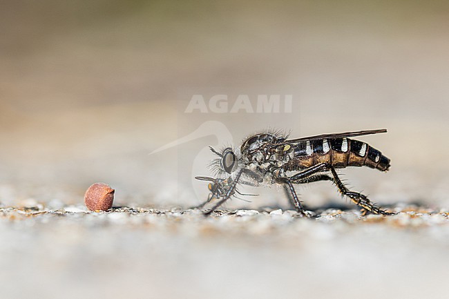 Cyrtopogon meyerduerii, Italy (Piemont), imago stock-image by Agami/Ralph Martin,