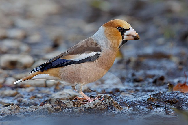 Hawfinch (Coccothraustes coccothraustes), side view of an adult male standing on the ground, Campania, Italy stock-image by Agami/Saverio Gatto,