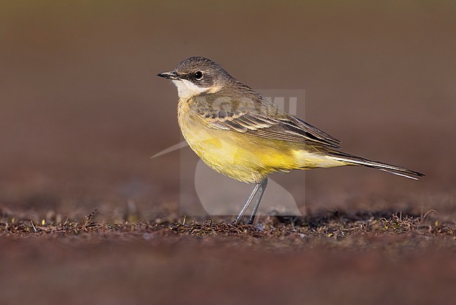 Second calendar year male Ashy-headed Wagtail (Motacilla (flava) cinereocapilla) in Italy. Also known as White-throated Wagtail. stock-image by Agami/Daniele Occhiato,