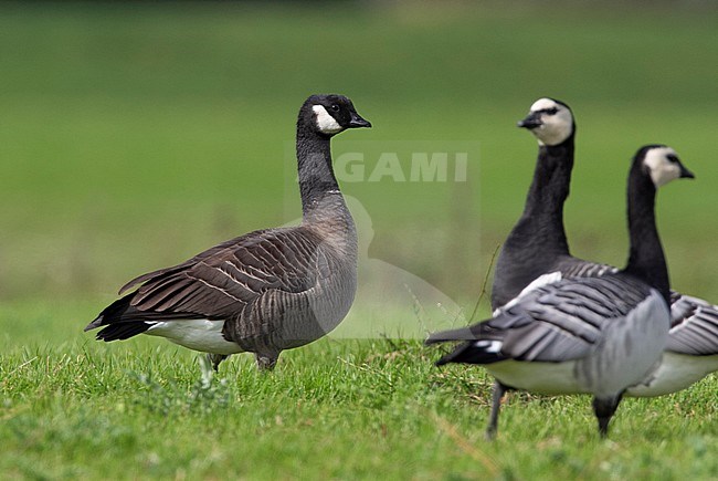 Espaced Cackling Goose (Branta hutchinsii) in between Barnacle Geese in The Netherlands. stock-image by Agami/Edwin Winkel,