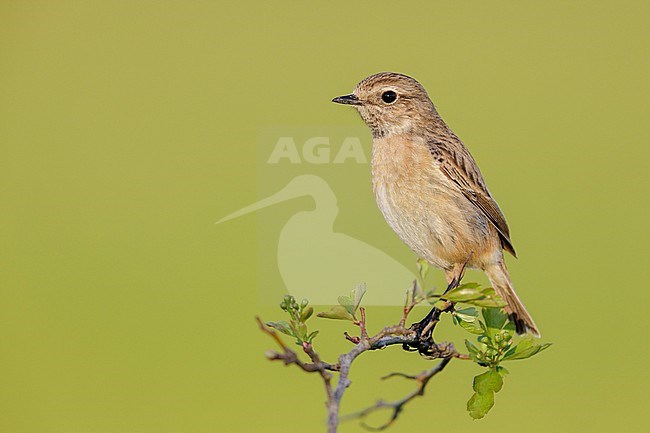 European Stonechat (Saxicola rubicola), side view of an adult female standing on a branch, Campania, Italy stock-image by Agami/Saverio Gatto,
