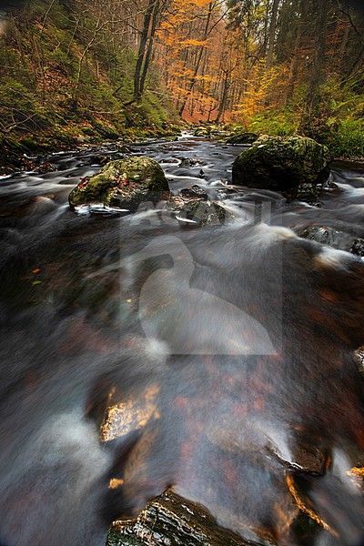 River Hoëgne high fens stock-image by Agami/Wil Leurs,
