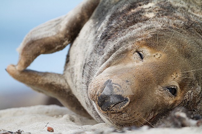 Grey Seal (Halichoerus grypus) on a German beach in the North Sea stock-image by Agami/Ralph Martin,