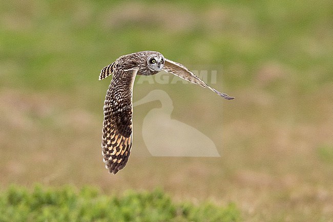 Short-eared_Owl (Asio flammeus), adult female in flight, Northeastern Region, Iceland stock-image by Agami/Saverio Gatto,