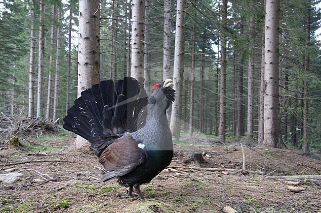Auerhoen man zingend; Capercaillie male singing stock-image by Agami/Chris van Rijswijk,