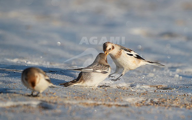 Snow Bunting (Plectrophenax nivalis) two birds fighting over seed at a beach near Esbjerg, Denmark stock-image by Agami/Helge Sorensen,