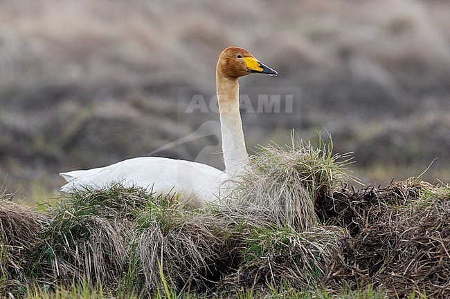 Whooper Swan (Cygnus cygnus), adult sitting on the nest, Western Region, Iceland stock-image by Agami/Saverio Gatto,