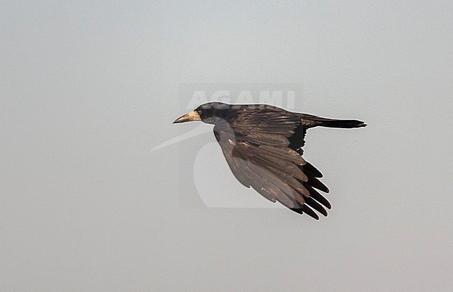 Flying Rook, Corvus frugilegus, in Hungary, stock-image by Agami/Marc Guyt,