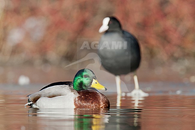 Wilde Eend; Mallard stock-image by Agami/Arnold Meijer,