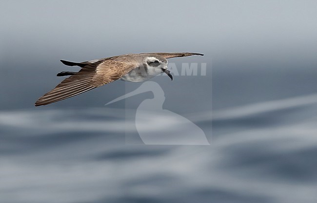 White-faced Storm-petrel  (Pelagodroma marina) at sea near Fogo, Cape Verde Islands stock-image by Agami/Eduard Sangster,