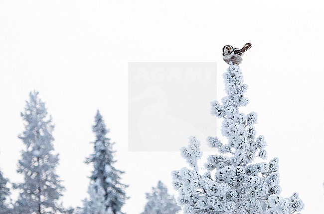 Northern Hawk Owl (Surnia ulula) during cold winter in Kuusamo, Finland. Perched high in a snow covered pine tree. stock-image by Agami/Marc Guyt,