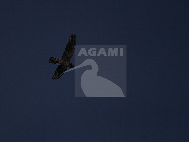 Great Eared Nightjar (Lyncornis macrotis) in Vietnam. Flying in the dark. stock-image by Agami/James Eaton,